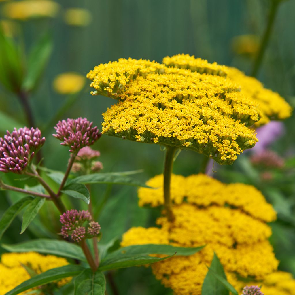 Achillea filipendulina Coronation Gold - Duizendblad