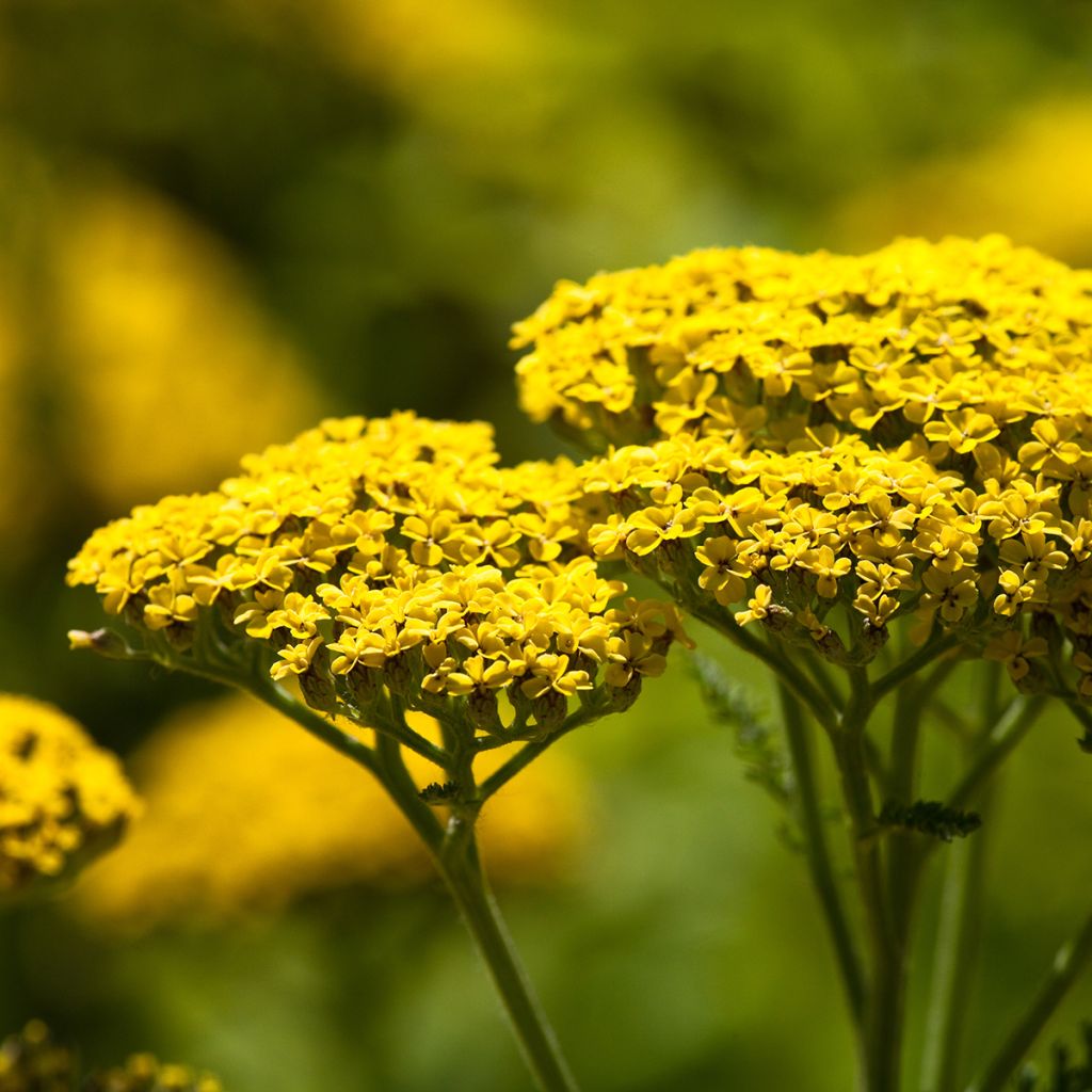 Achillea filipendulina Credo - Duizendblad