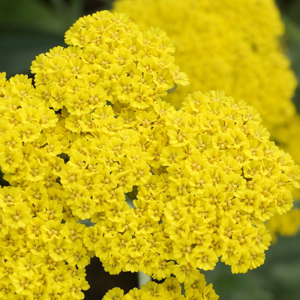 Achillea Moonshine - Duizendblad