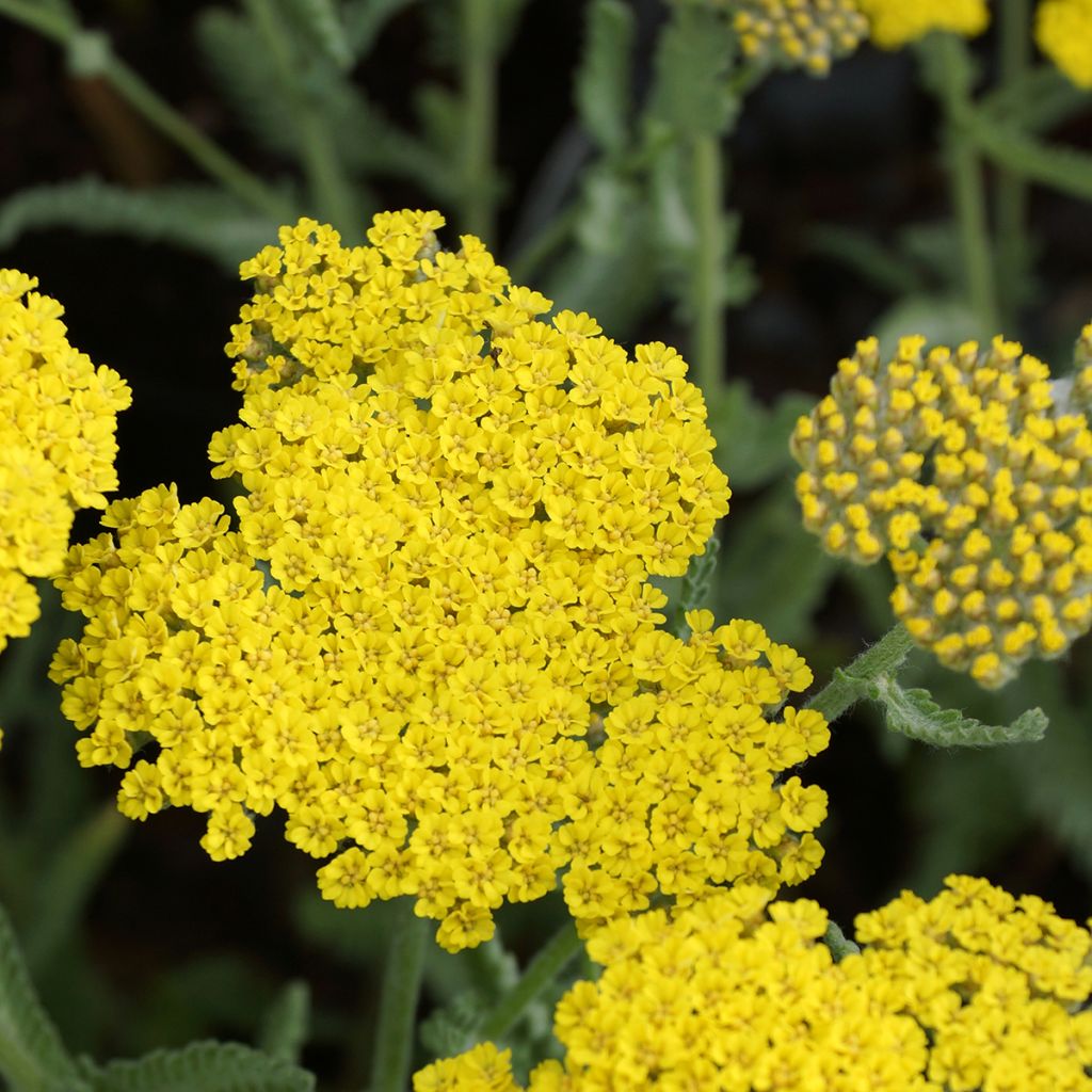 Achillea Moonshine - Duizendblad