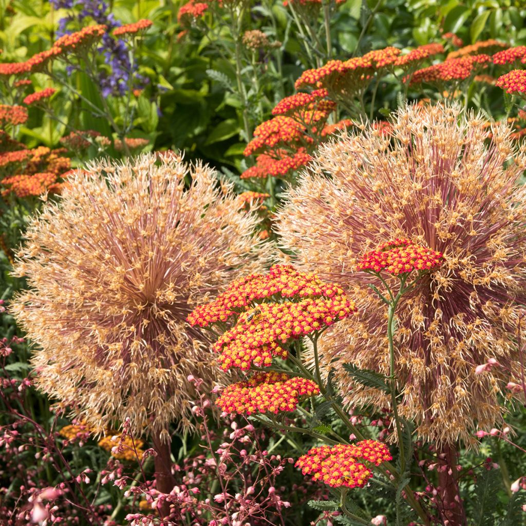 Achillea millefolium Walter Funcke - Duizendblad