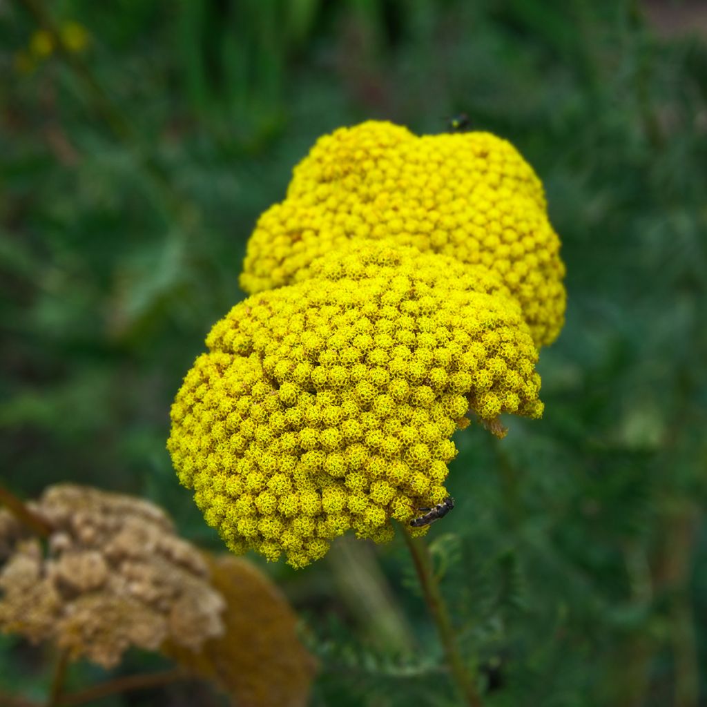 Achillea filipendulina Cloth of Gold - Duizendblad