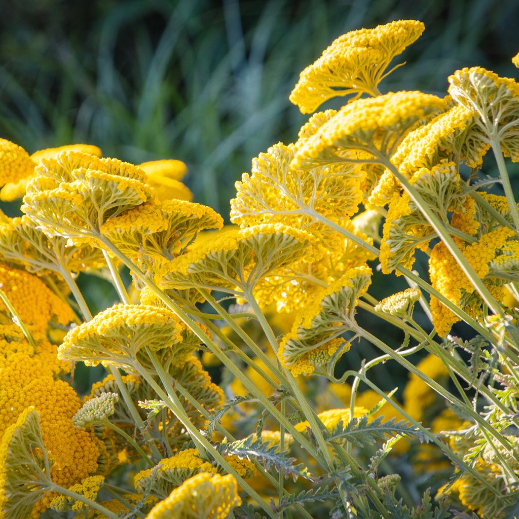 Achillea filipendulina Golden Plate - Duizendblad