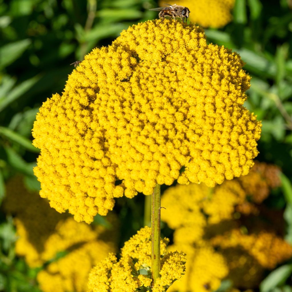 Achillea filipendulina Golden Plate - Duizendblad