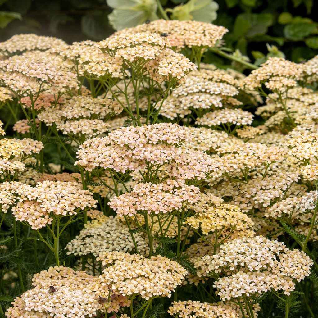 Achillea millefolium Lachsschönheit - Duizendblad