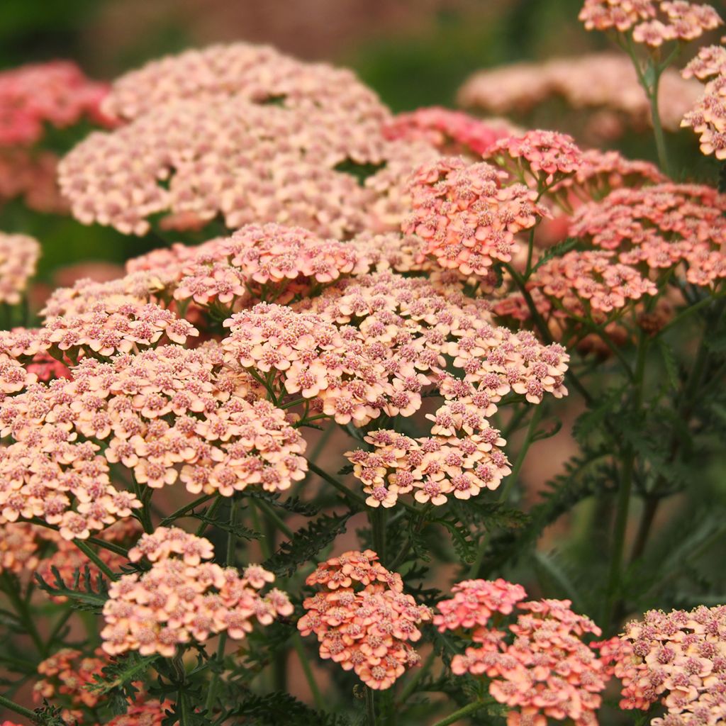 Achillea millefolium Apricot Delight - Duizendblad