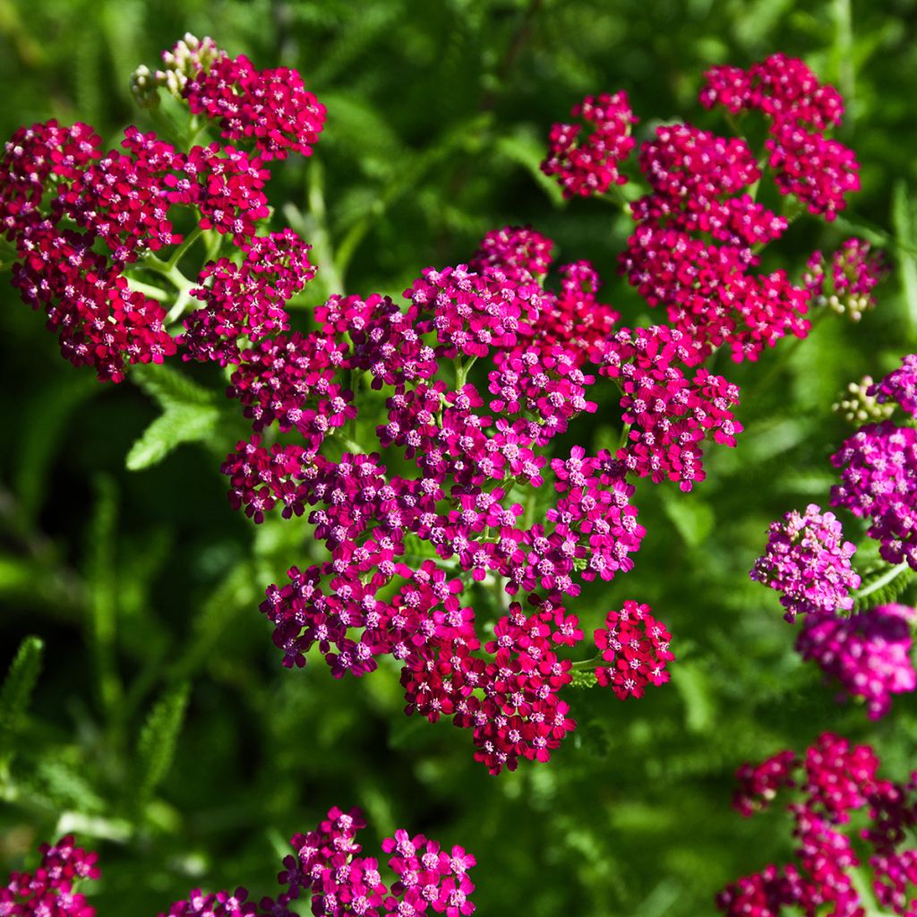 Achillea millefolium Cerise Queen - Duizendblad