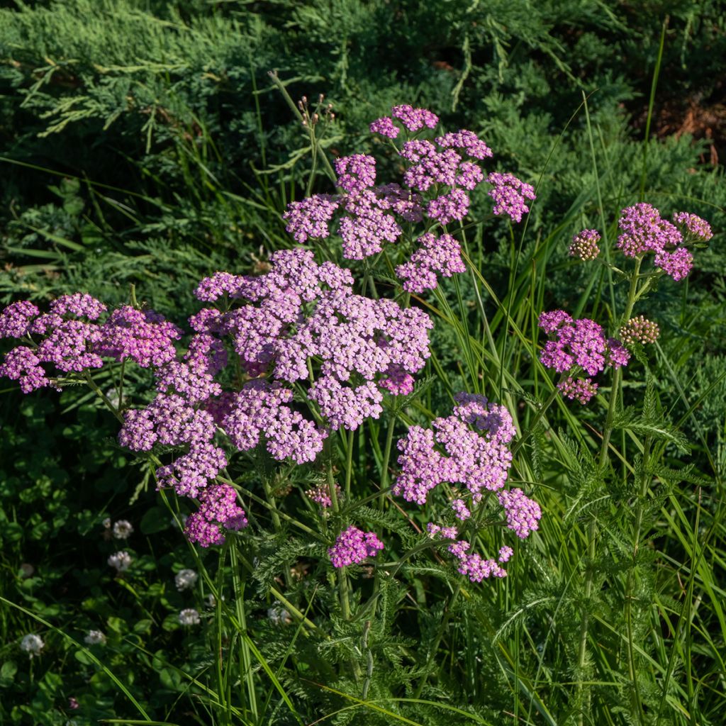 Achillea millefolium Cerise Queen - Duizendblad