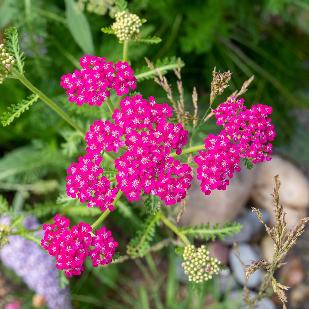 Achillea millefolium Cerise Queen - Duizendblad