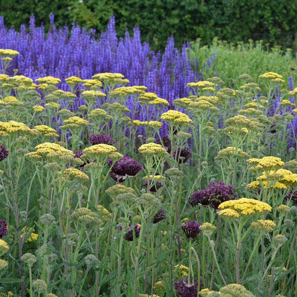 Achillea millefolium Hella Glashoff - Duizendblad