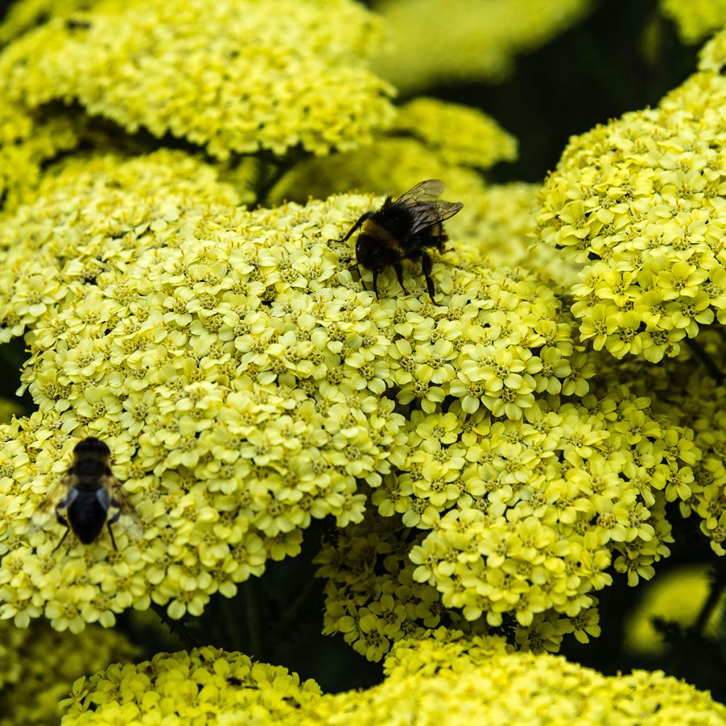 Achillea millefolium Hella Glashoff - Duizendblad
