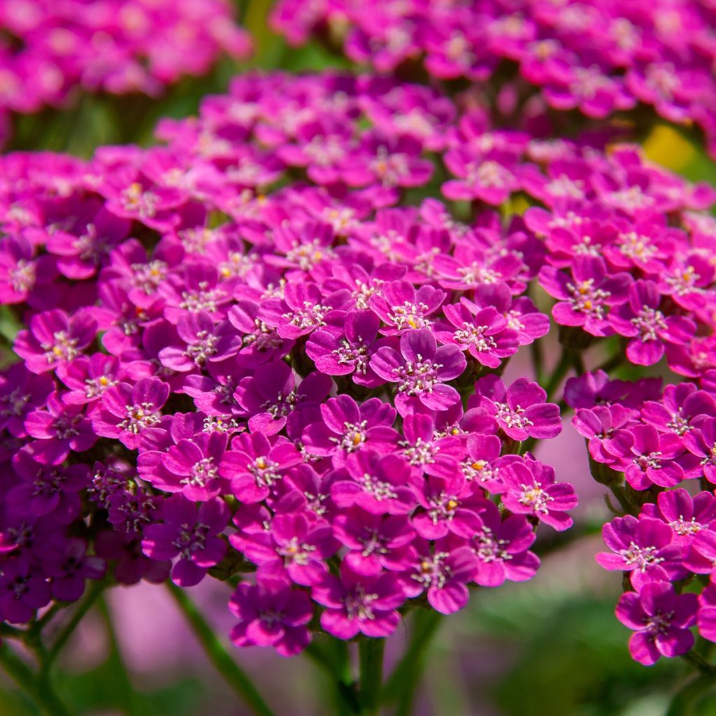 Achillea millefolium Lilac Beauty - Duizendblad