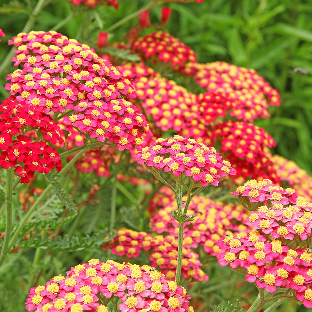 Achillea millefolium Paprika - Duizendblad