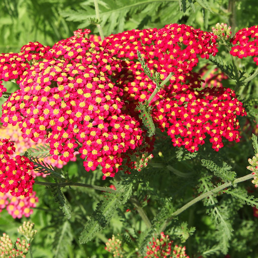 Achillea millefolium Paprika - Duizendblad
