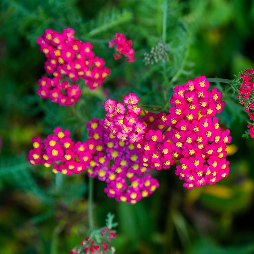 Achillea millefolium Paprika - Duizendblad