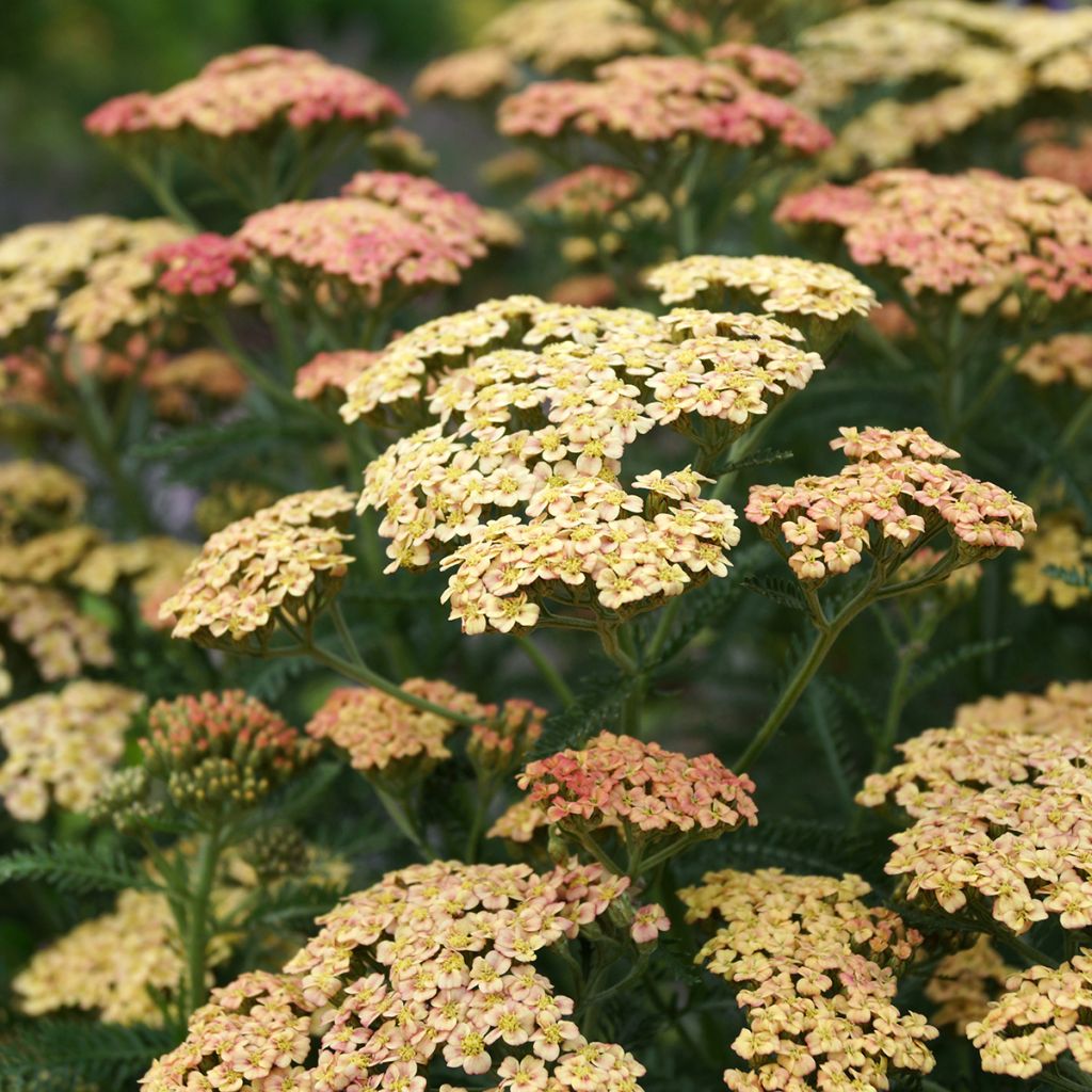 Achillea millefolium Peachy Seduction - Duizendblad
