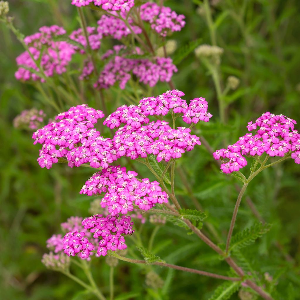 Achillea millefolium Summer Pastels - Duizendblad