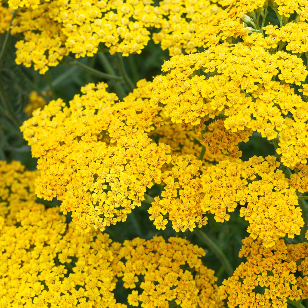 Achillea millefolium Terracotta - Duizendblad