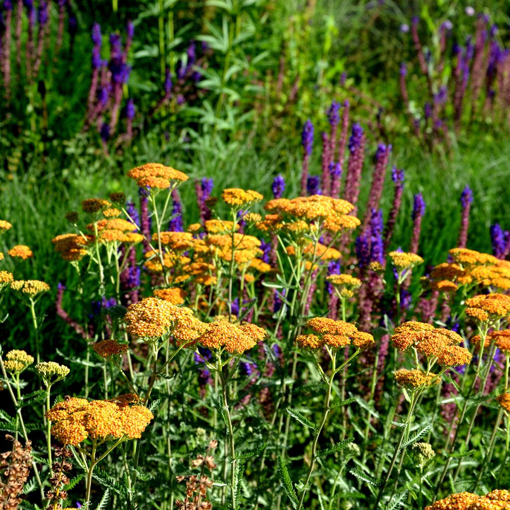 Achillea millefolium Terracotta - Duizendblad