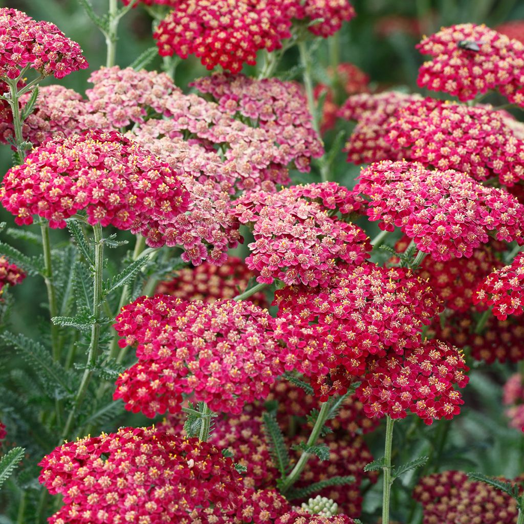 Achillea millefolium The Beacon - Duizendblad