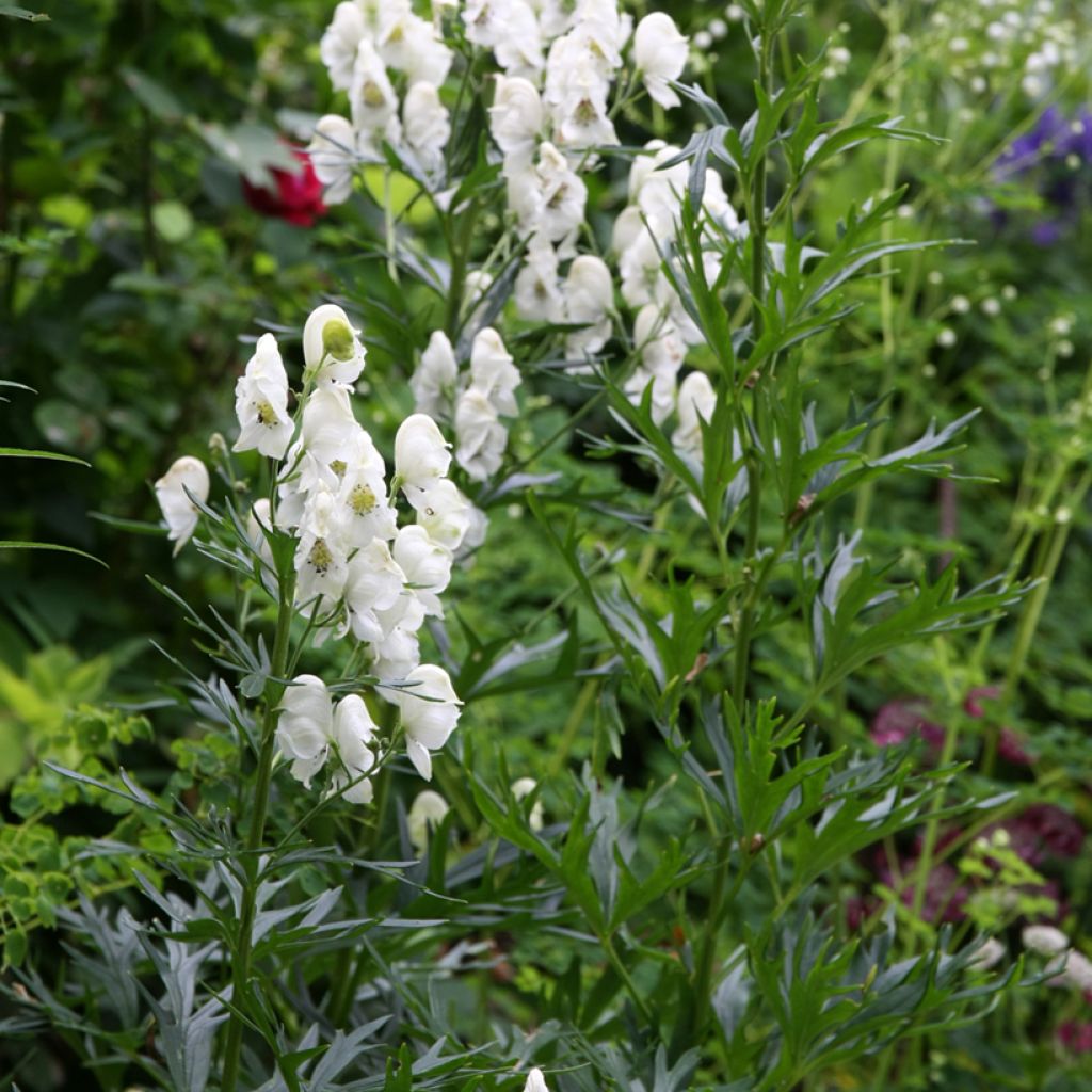 Aconitum napellus Schneewittchen - Blauwe monnikskap