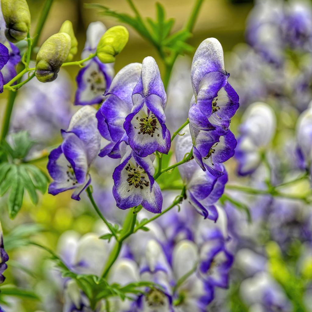 Aconitum cammarum Bicolor - Monnikskap