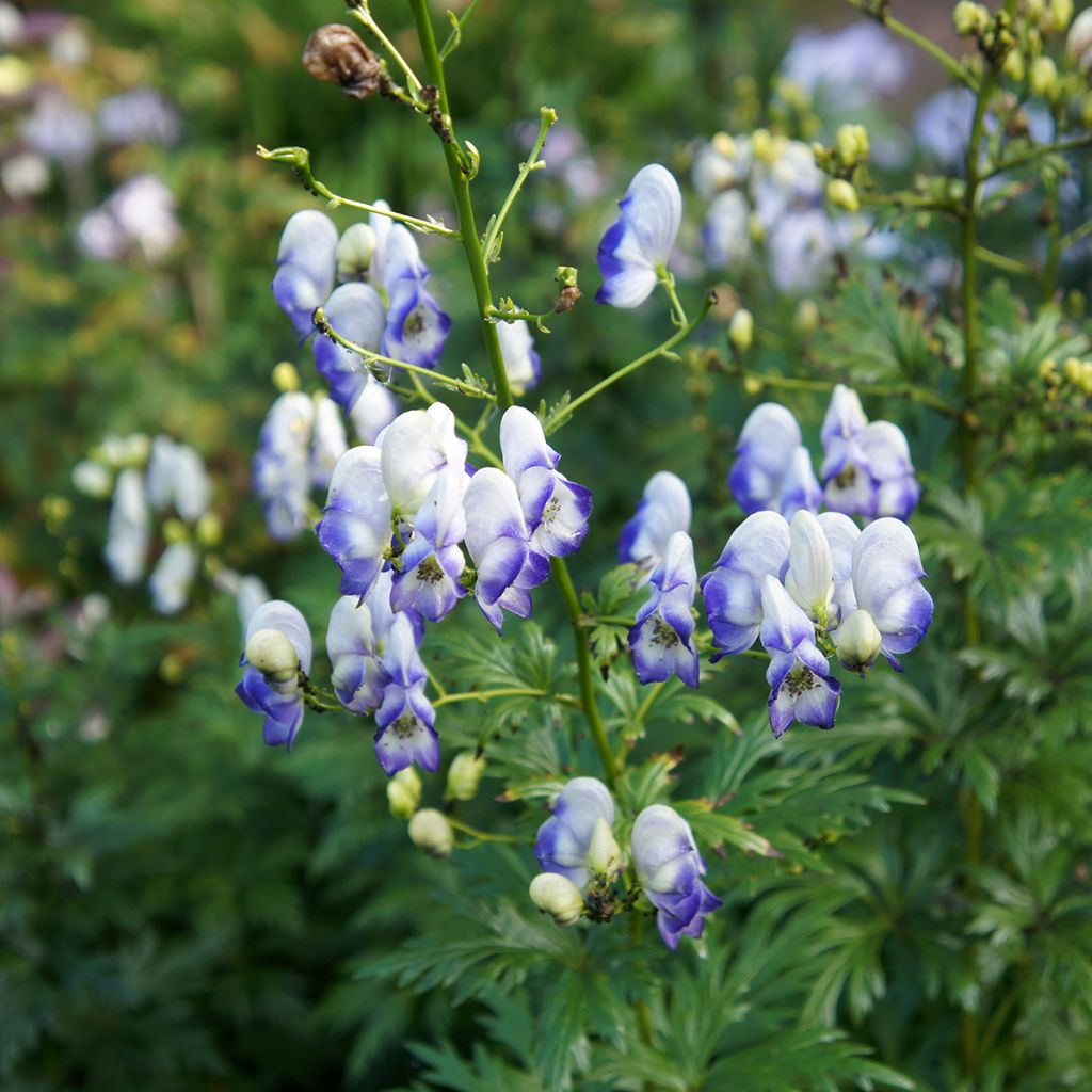 Aconitum cammarum Bicolor - Monnikskap