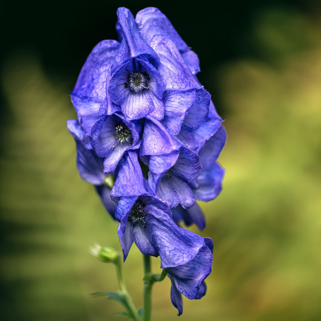 Aconitum carmichaelii (zaad) - Monnikskap