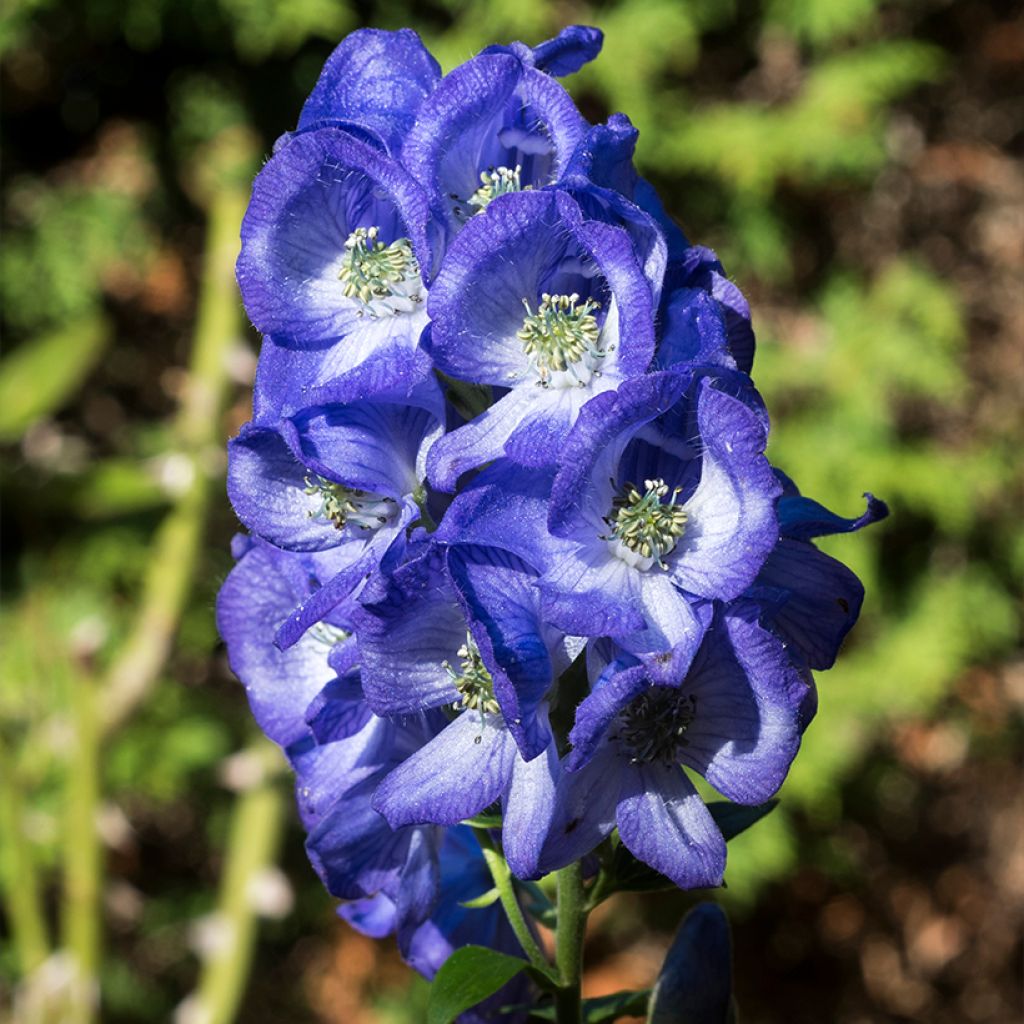 Aconitum carmichaelii (zaad) - Monnikskap