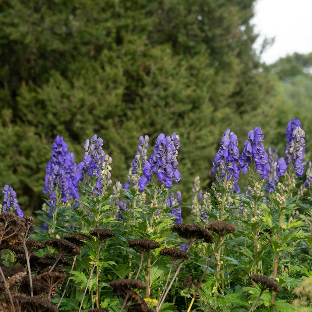 Aconitum carmichaelii (zaad) - Monnikskap