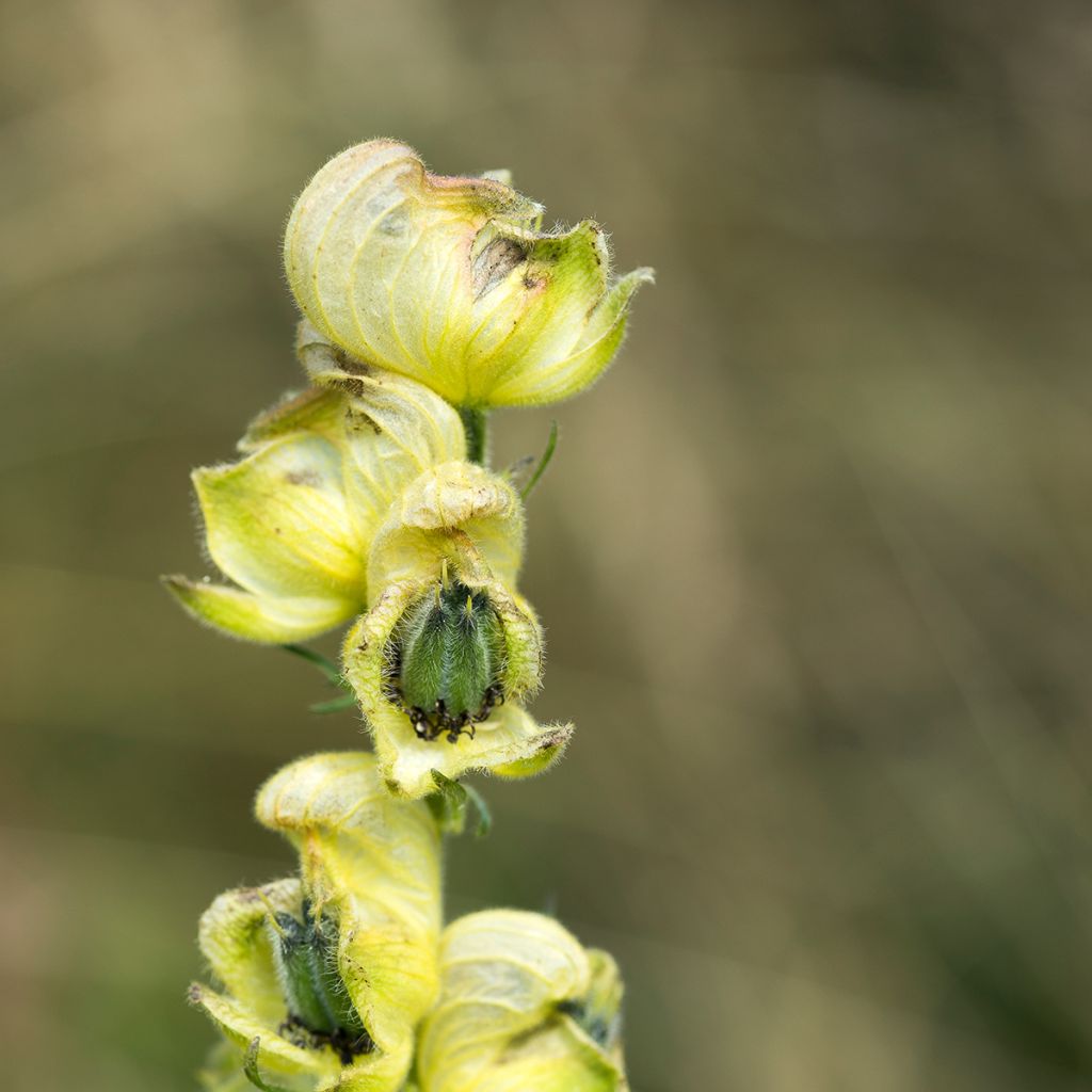 Aconitum anthora - Gele monnikskap