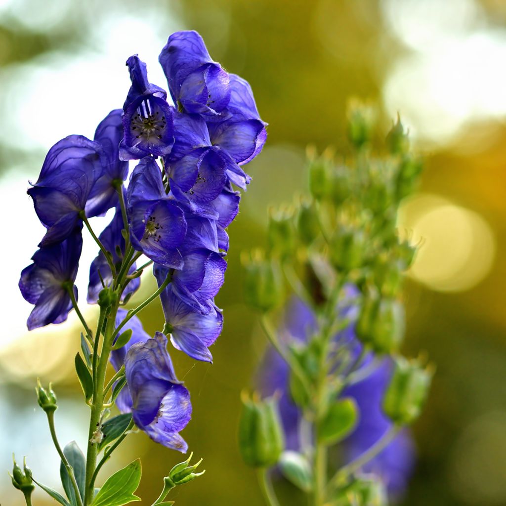 Aconitum napellus Rubellum - Blauwe monnikskap