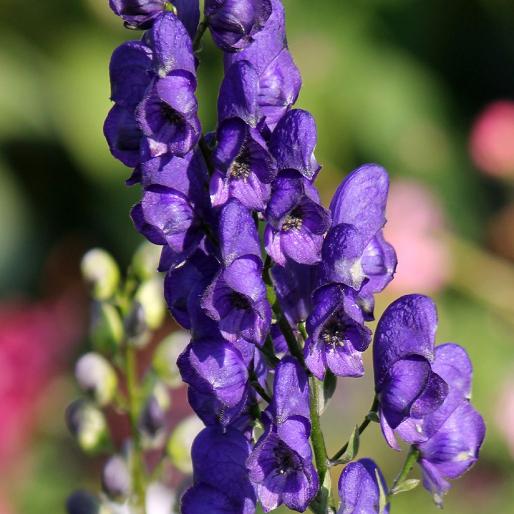 Aconitum napellus Rubellum - Blauwe monnikskap