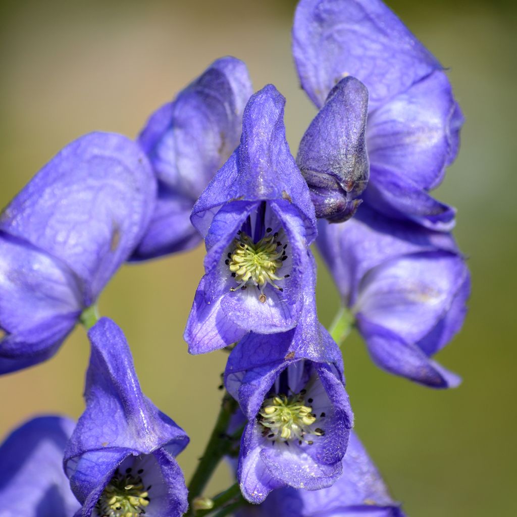 Aconitum napellus Rubellum - Blauwe monnikskap