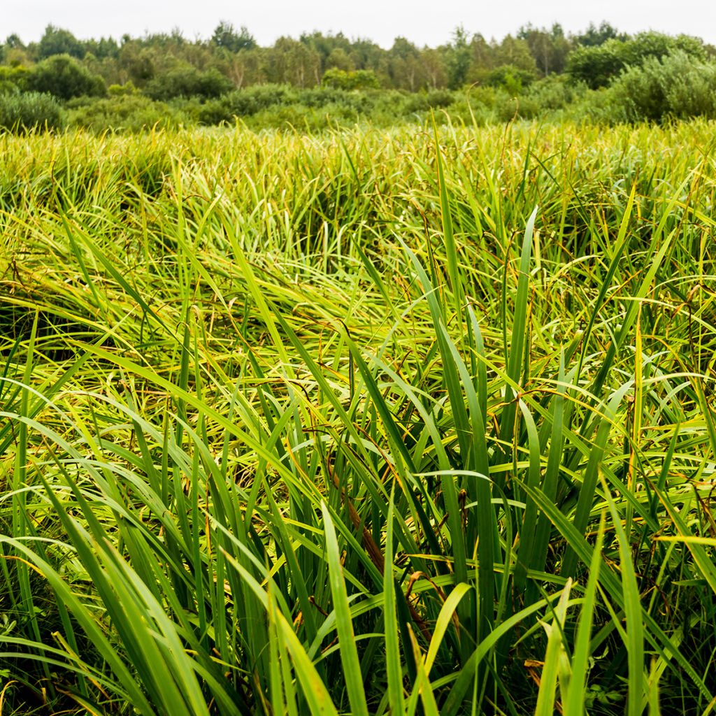 Acorus gramineus Variegata - Dwergkalmoes
