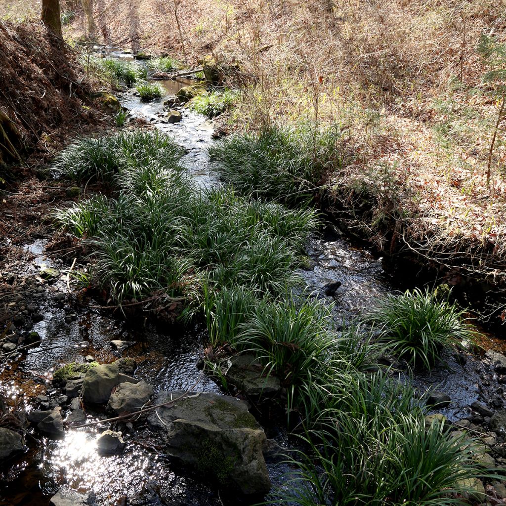 Acorus gramineus Variegata - Dwergkalmoes