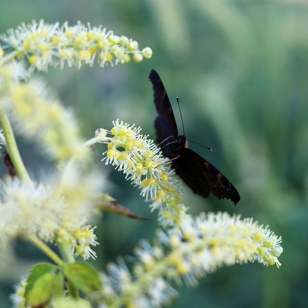 Actaea dahurica - Zilverkaars