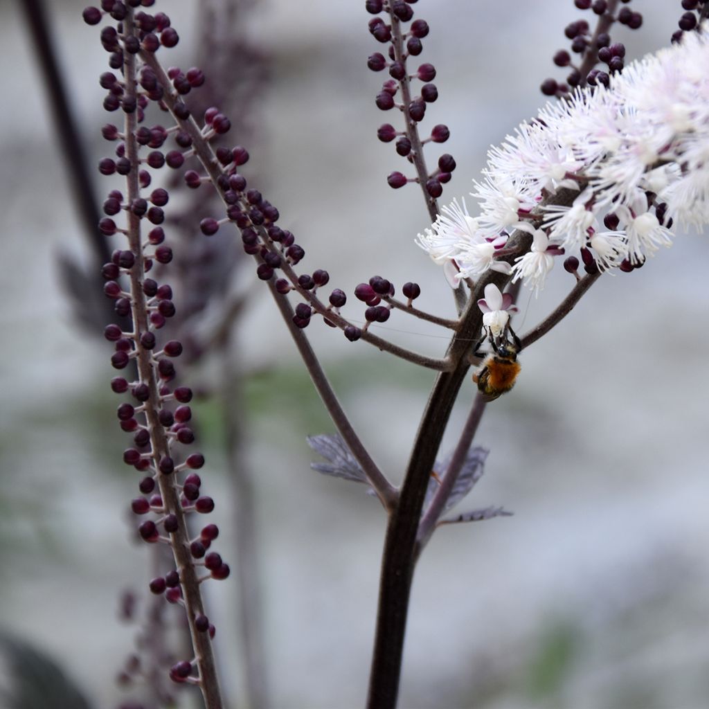 Actaea ramosa Queen of Sheba - Zilverkaars