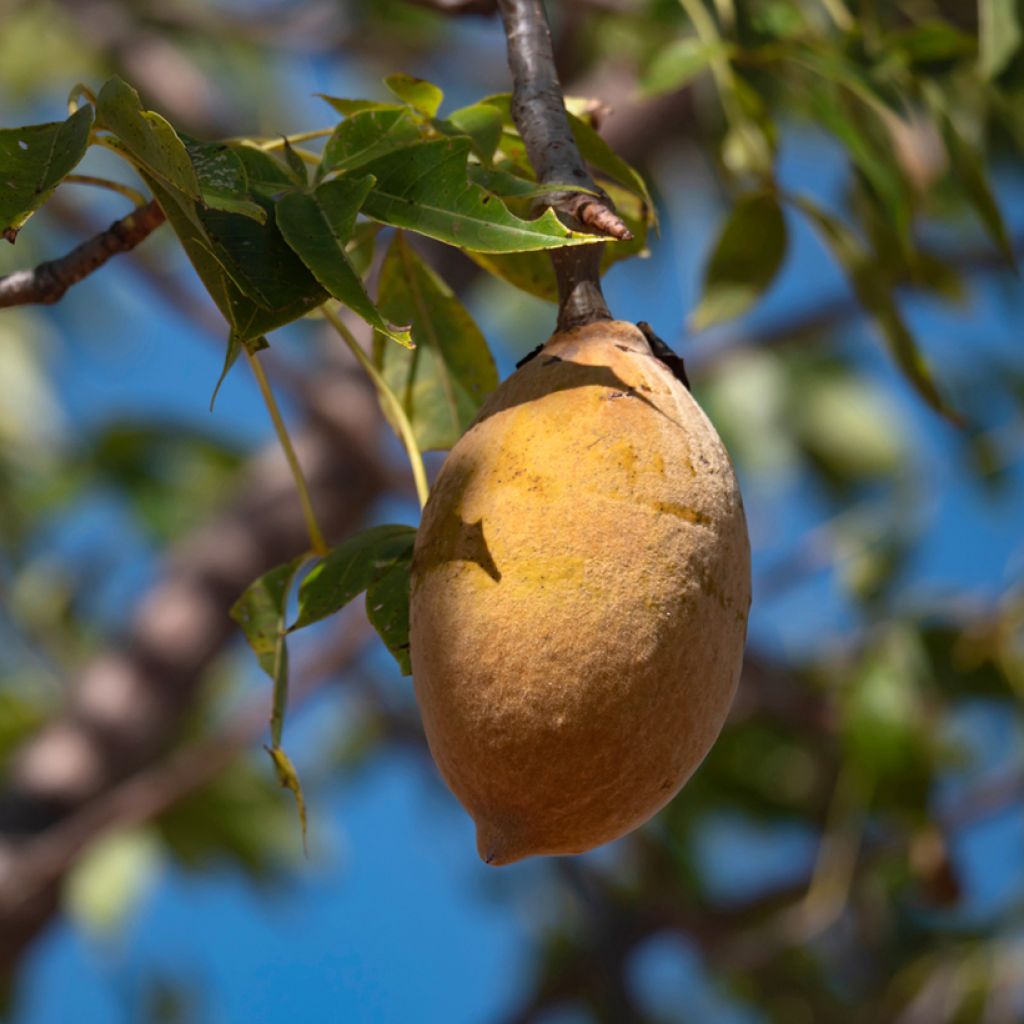Adansonia gregorii - Australische baobab