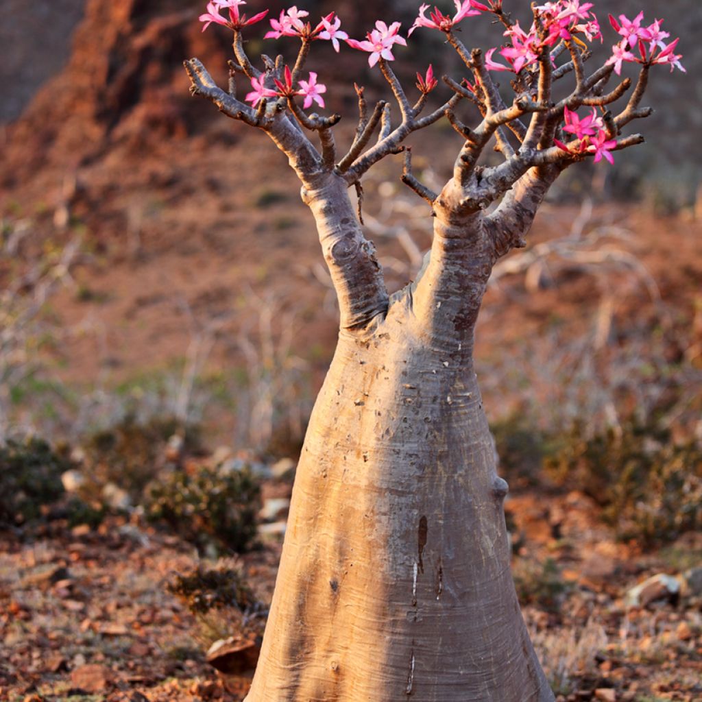 Adenium obesum - Woestijnroos