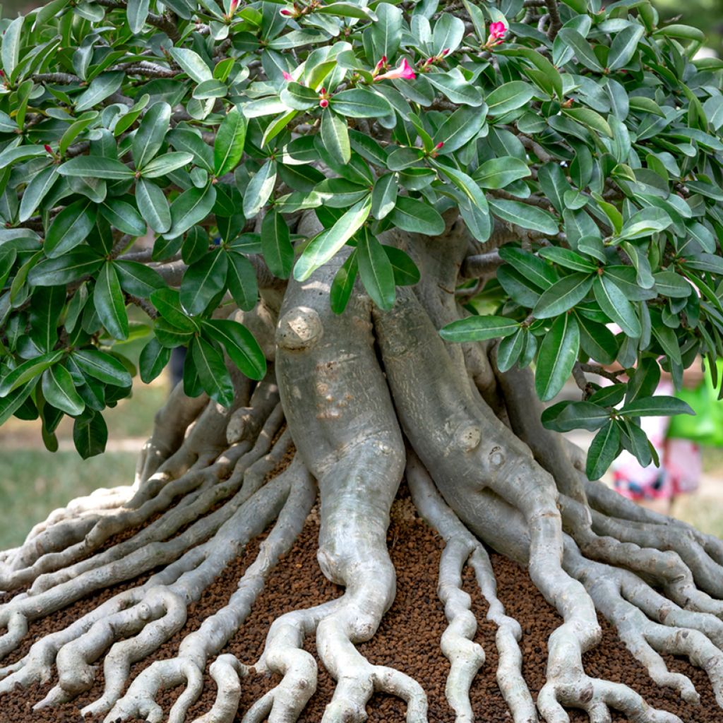 Adenium obesum - Woestijnroos
