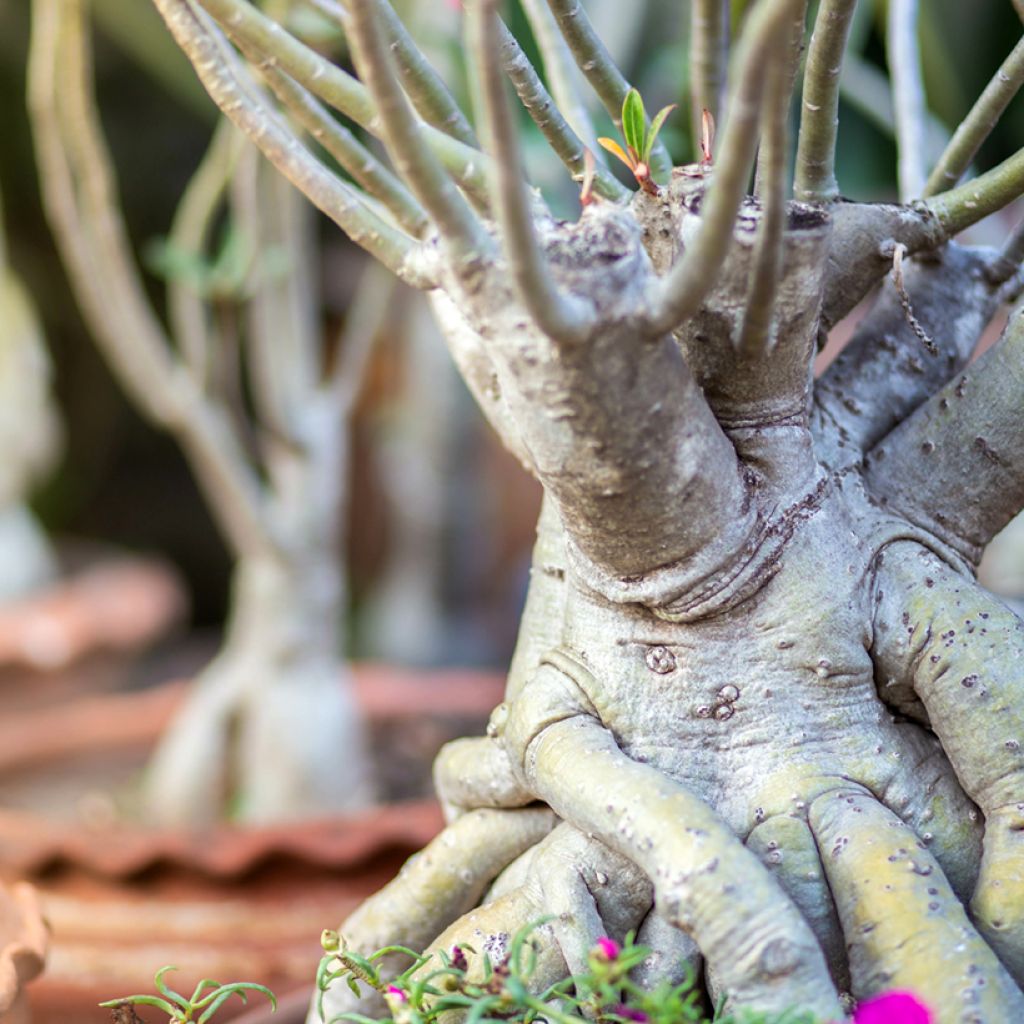 Adenium obesum - Woestijnroos