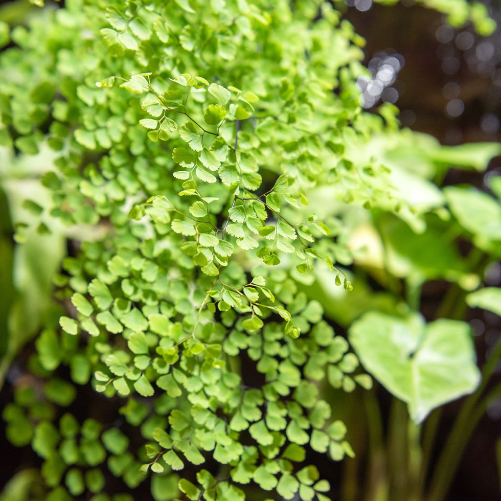 Adiantum Fritz Lüthi - Venushaar