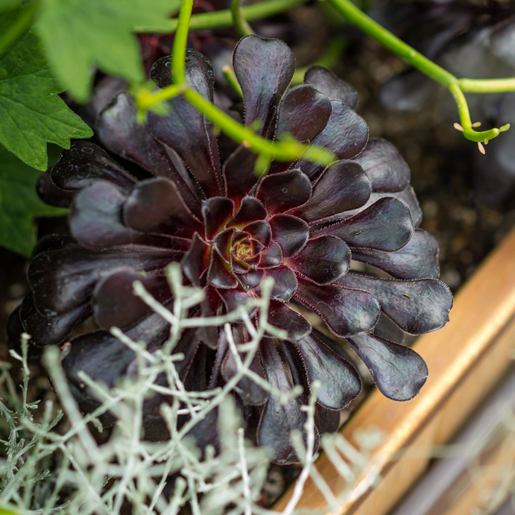 Aeonium arboreum var. atropurpureum Schwarzkopf - Zwartkop