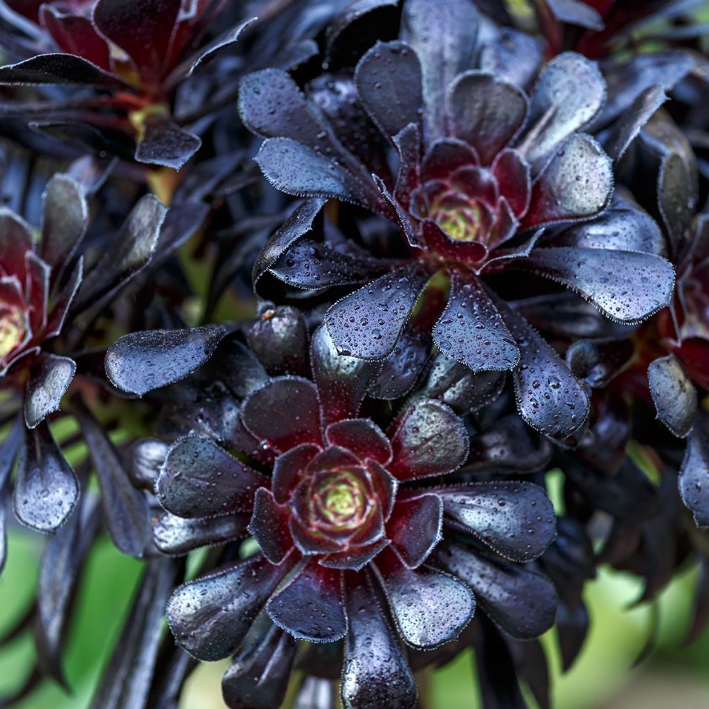 Aeonium arboreum var. atropurpureum Schwarzkopf - Zwartkop