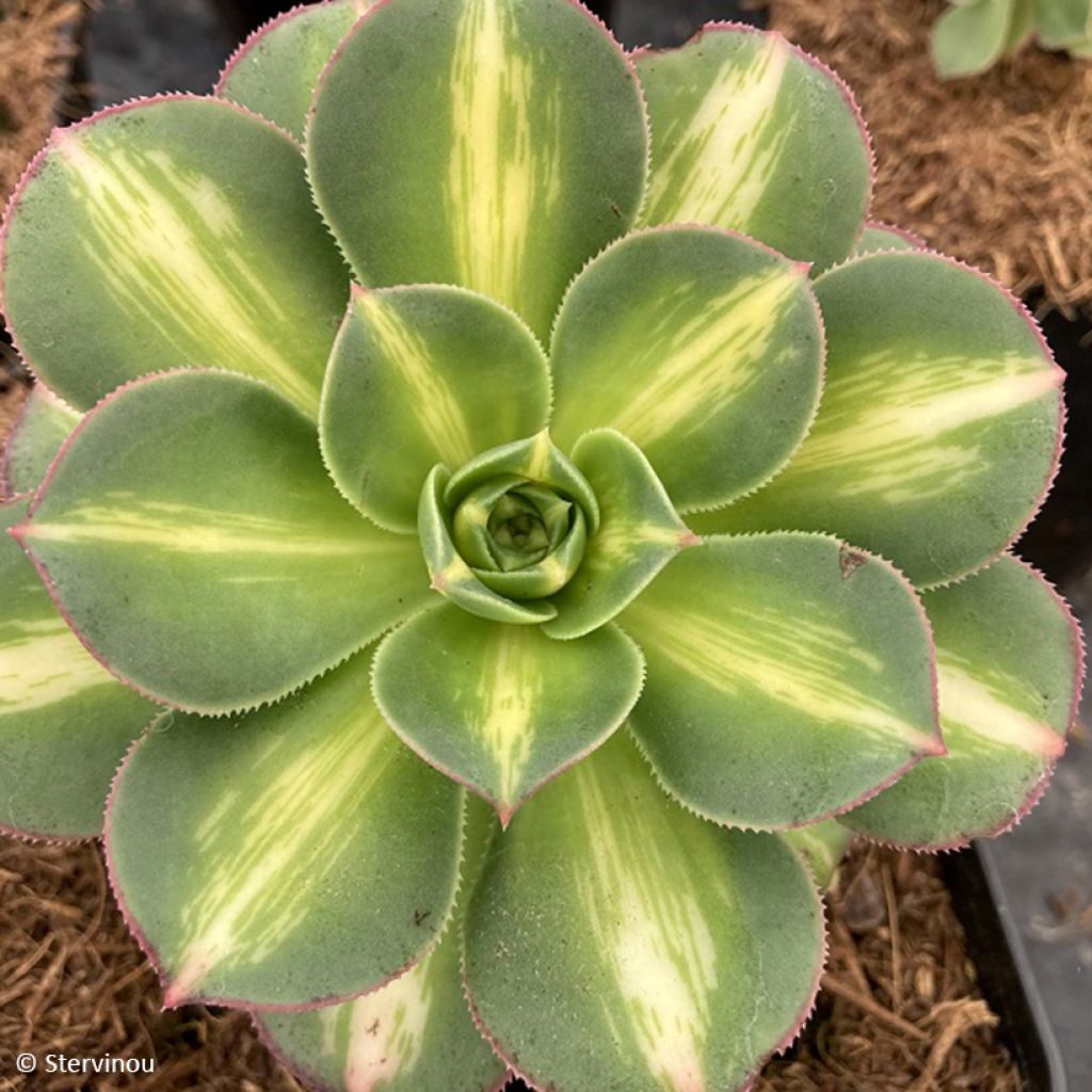 Aeonium Starburst - Zwartkop