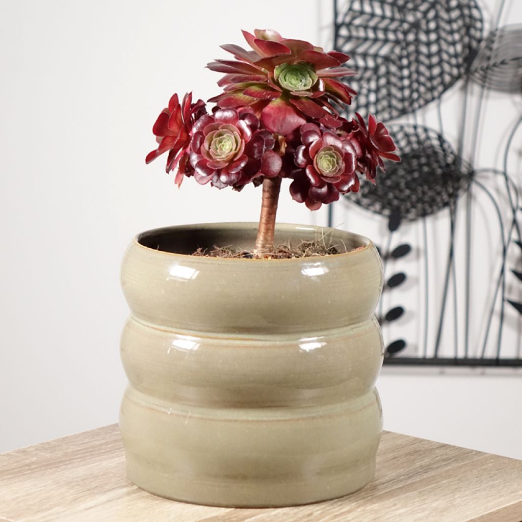 Aeonium arboreum Garnet - Boom-aeonium