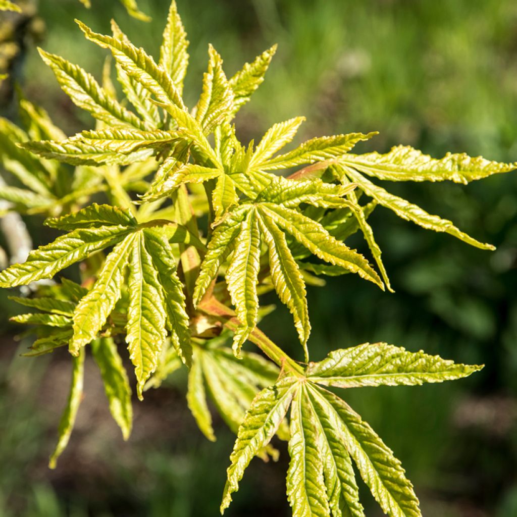 Aesculus hippocastanum Digitata - Witte paardenkastanje