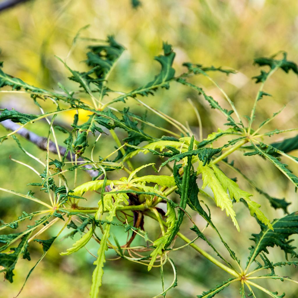 Aesculus hippocastanum Laciniata - Witte paardenkastanje