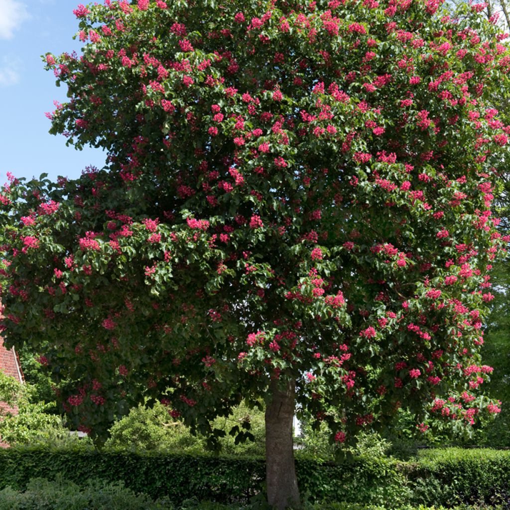 Aesculus x carnea Briotii - Rode paardenkastanje
